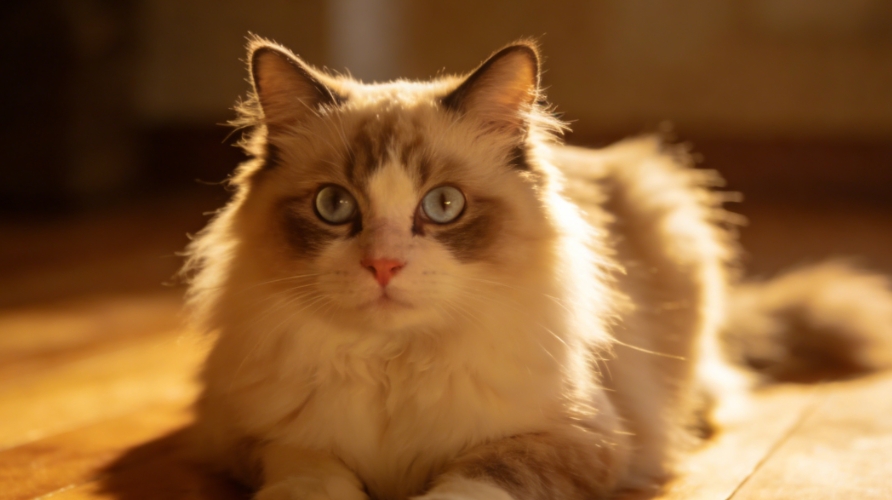 尾部轻语：科学解读猫咪舔舐行为的健康密码与温柔守护