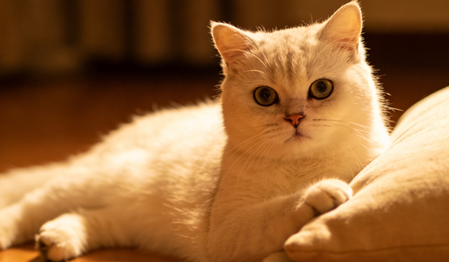 枕心而眠：解码小猫偏爱胸口安睡的深情密码