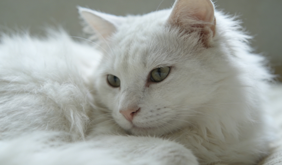 猫主子爱睡哪儿？读懂它的“床头选址学”